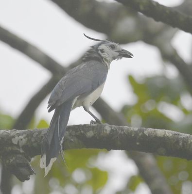 White-throated Magpie-Jay
We stopped again on the return trip to the lodge, at a high-walled manor, and found more new birds.