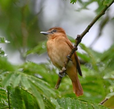 Cinnamon Becard