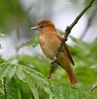 Cinnamon Becard