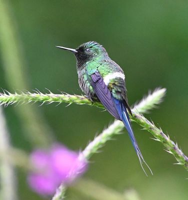 Male Green Thorntail