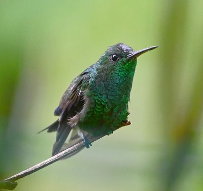 Blue-vented Hummingbird