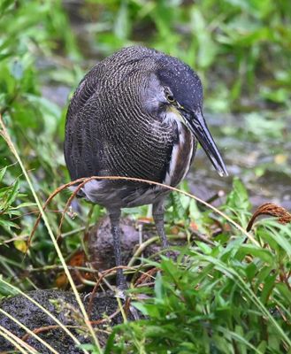 Fasciated Tiger-Heron