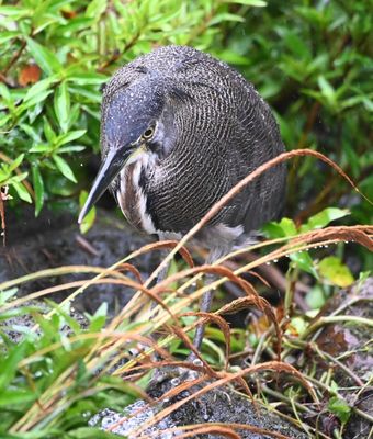 Fasciated Tiger-Heron