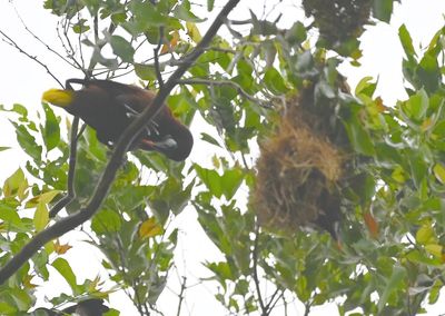 Montezuma Oropendola, at nest
Mary and I went to our room before walking to the lodge to go over our checklists with the group, and took a few photos along the way.