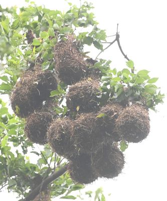 A cluster of oropendola nests