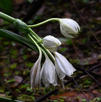 Beach Spider Lily?