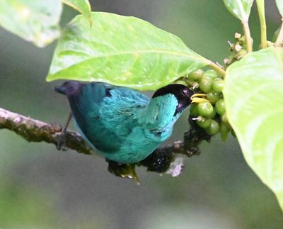 Male Green Honeycreeper
There was a fruiting tree across the parking lot from the lodge office that attracted a lot of birds.