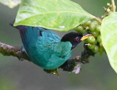 Male Green Honeycreeper, eating berries