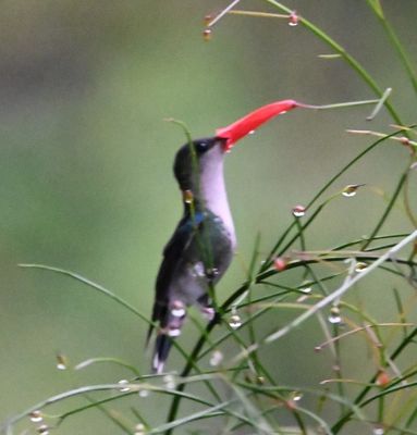 Crowned Woodnymph, with its bill up a flower