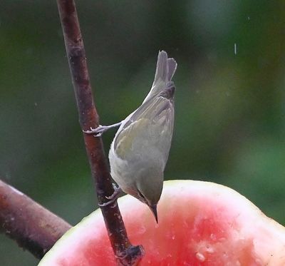 Bananaquit, at the feeder tree