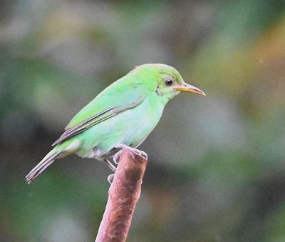 Female Green Honeycreeper