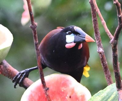 Montezuma Oropendola
