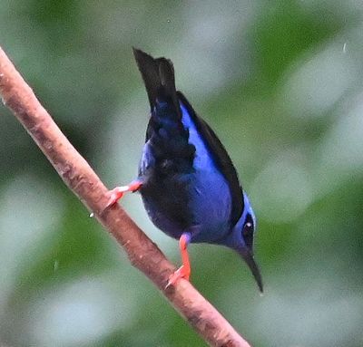 Male Red-legged Honeycreeper