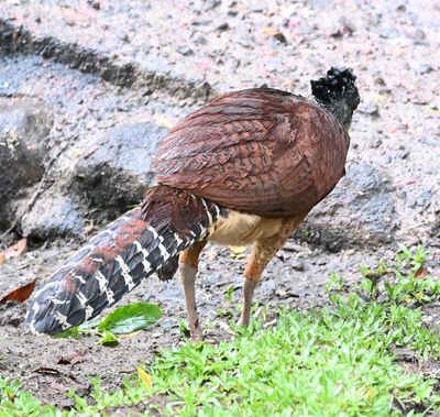 Female Great Curassow
