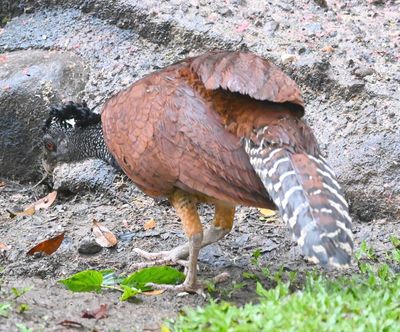 Female Great Curassow