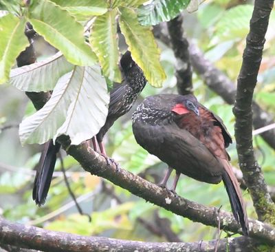 The Crested Guans liked to roost in this cecropia tree near the observation deck.