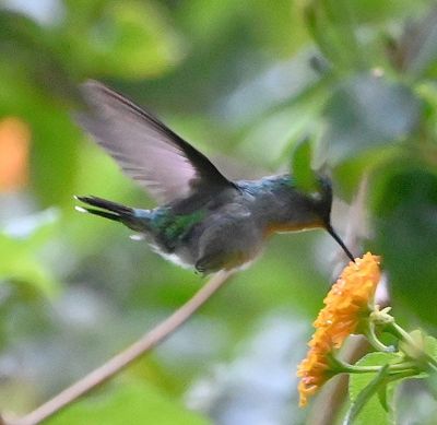 Violet-headed Hummingbird