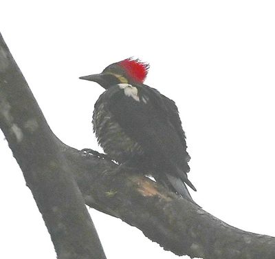 Linneated Woodpecker