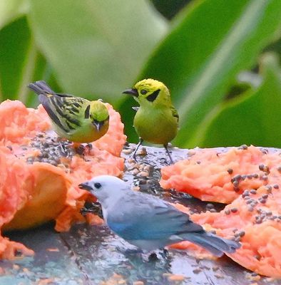 A pair of Emerald Tanagers and a Blue-Gray Tanager, eating papaya