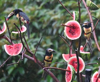 Three of them came to the feeder tree.