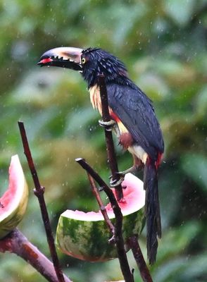 Collared Aracara, in the rain at Arenal Observatory Lodge