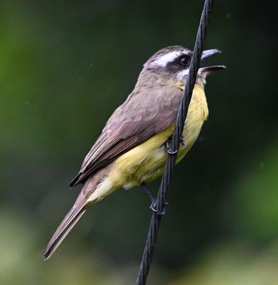 This Golden-bellied Flycatcher has a white mustache stripe, rather than a white throat like the Great Kiskadee.