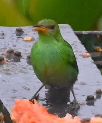 Female Green Honeycreeper