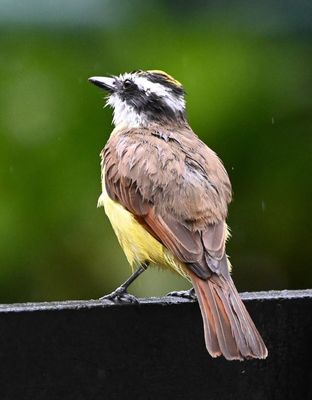 Great Kiskadee, with rufous on wings and tail