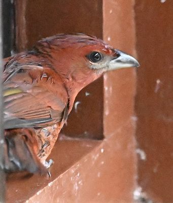 When we went to breakfast, this male Hepatic Tanager came and sat on the windowsill of the restaurant, either to get out of the rain, or to try to get in for the fruit on the buffet.