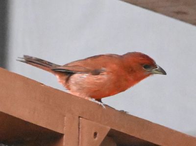 Hepatic Tanager