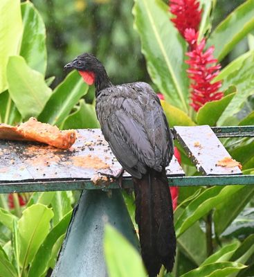 Crested Guan