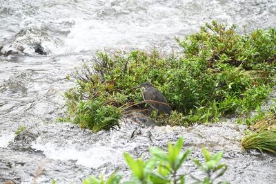 To get away from the rain, we drove down to La Fortuna again. We stopped at the bridge over the river to see the Fasciated Tiger-Heron again, on a little island in the rushing water this time.