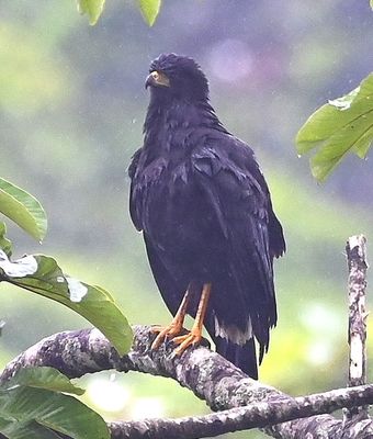 It was still drizzling, but the Great Black Hawk was patient with us as we got looks and photos.