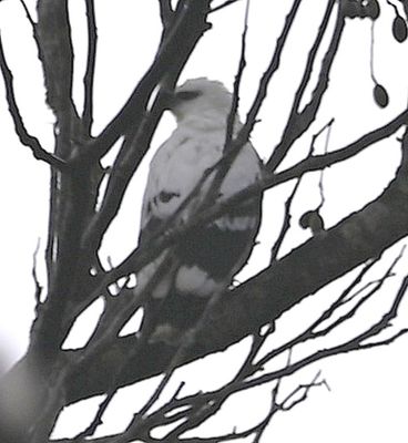 Then a White Hawk flew into another tree a little farther away.
