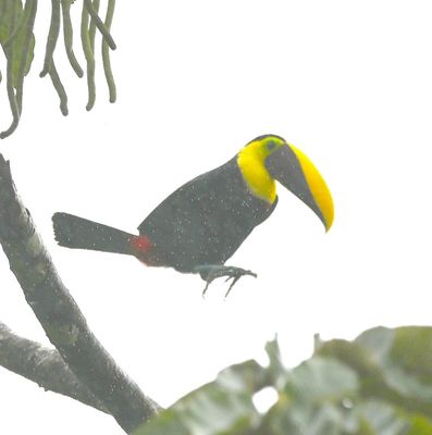Nearby, this Yellow-throated Toucan hopped from branch to branch in another tree.