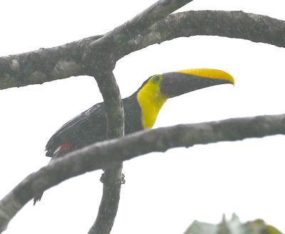 Yellow-throated Toucan