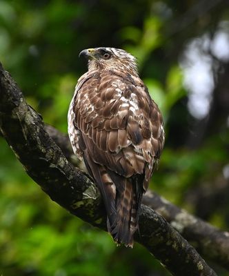Broad-winged Hawk, scanning its surroundings
