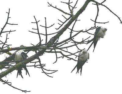 Swallow-tailed Kites, roosting in a tree along the road into La Fortuna, Alajuela Province, CR