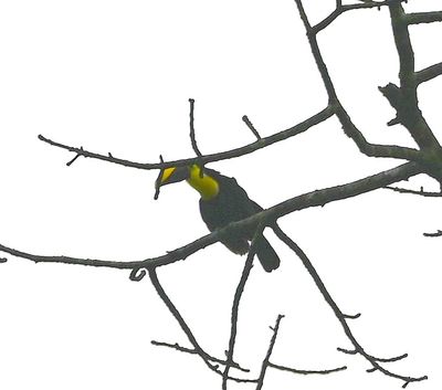 That Yellow-throated Toucan, in the same tree