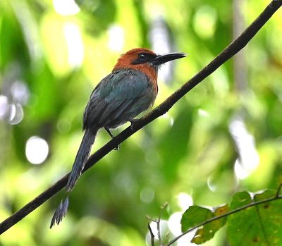 Broad-billed Motmot