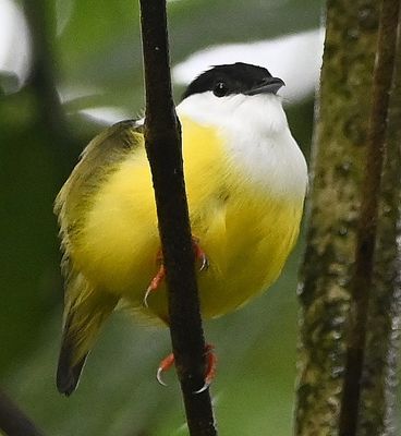 Male White-collared Manakin