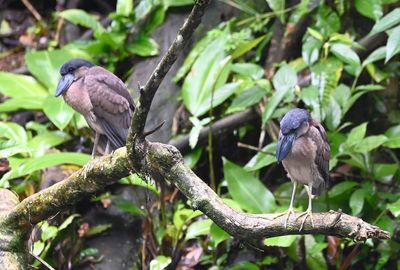 Boat-billed Herons