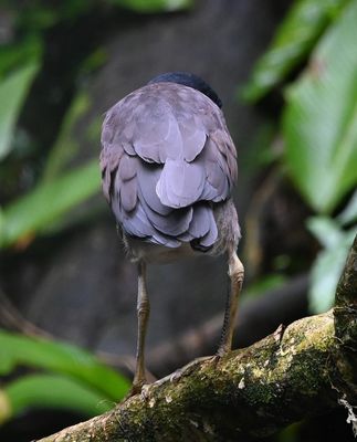 Back view of a Boat-billed Heron