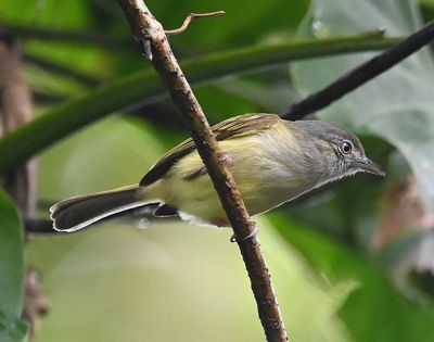 Yellow-olive Flycatcher