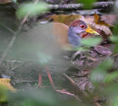 The Russet-naped Wood-Rail had a juvenile nearby, but it stayed even more covered than the adult.