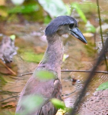 Is this a juvenile Boat-billed Heron?