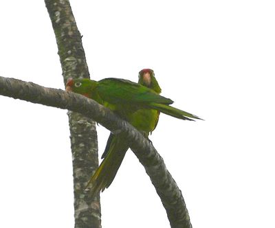 After leaving Danaus Eco Center, we were driving through La Fortuna, on our way to lunch, and spotted this pair of Crimson-fronted Parakeets in a cecropia tree.