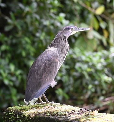 We rode back to Arenal lodge and spotted the Fasciated Tiger-Heron again, this time, standing on the bridge abutment. 