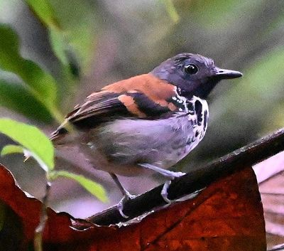 Spotted Antbird