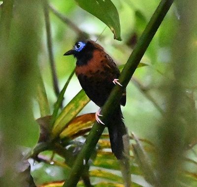 Ocellated Antbird